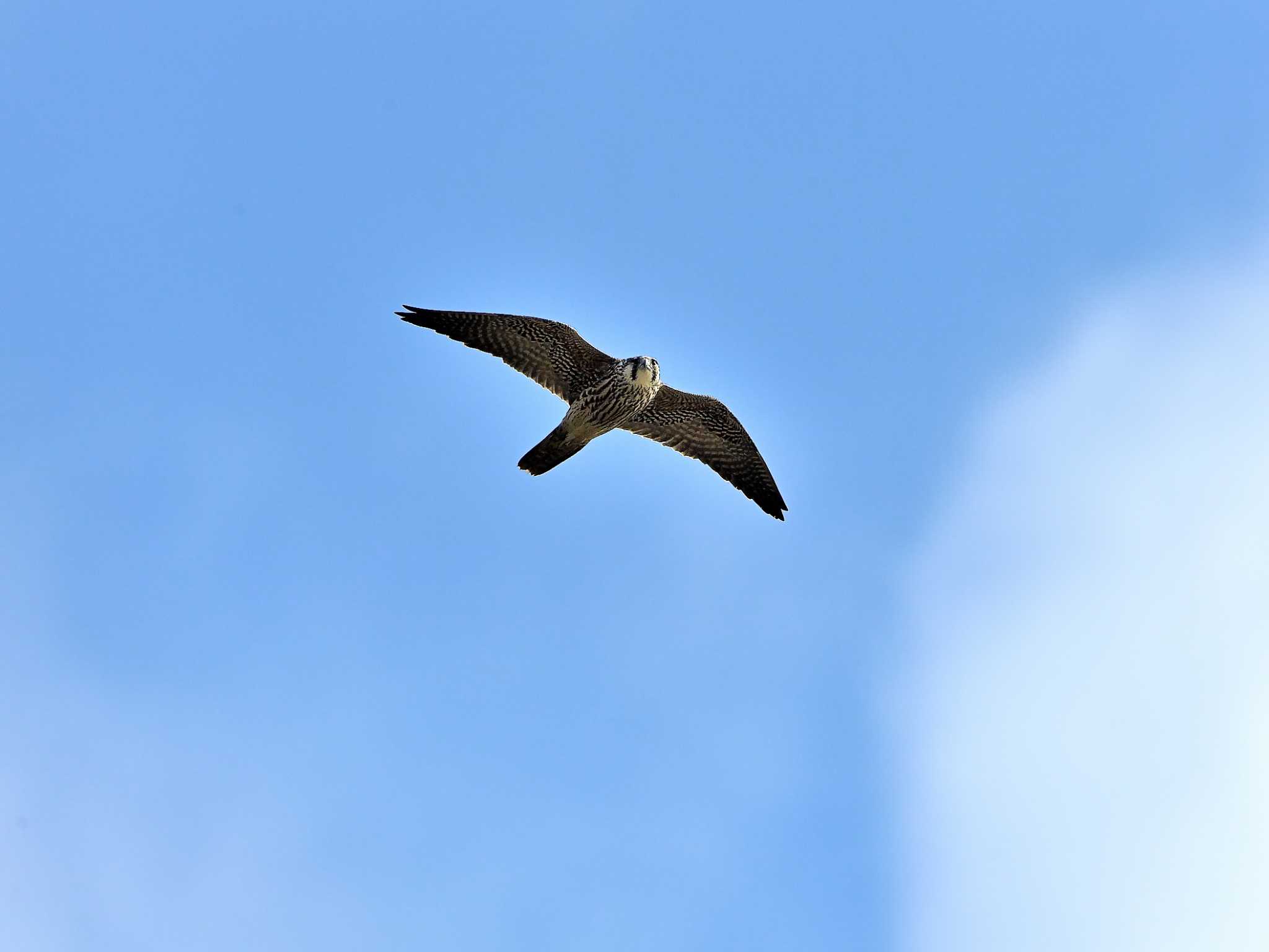 稲波干拓 ハヤブサの写真 by birds@hide3