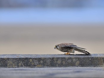 チョウゲンボウ 稲波干拓 2021年2月14日(日)