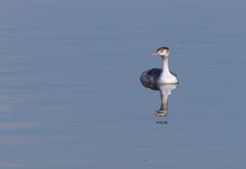 カンムリカイツブリ 昆陽池公園 2017年1月2日(月)