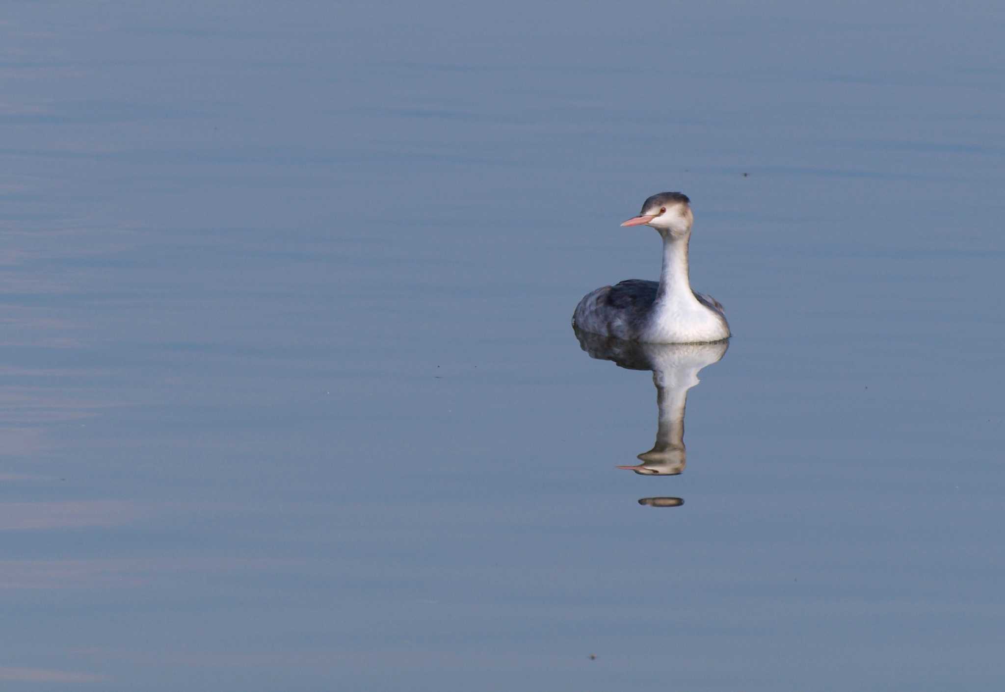 酉年の鳥始め