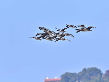 オオヒシクイ 稲波干拓 2021年2月14日(日)