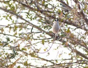 エナガ 昆陽池公園 2017年1月2日(月)