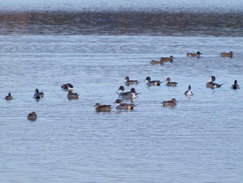 Northern Pintail Koyaike Park Mon, 1/2/2017