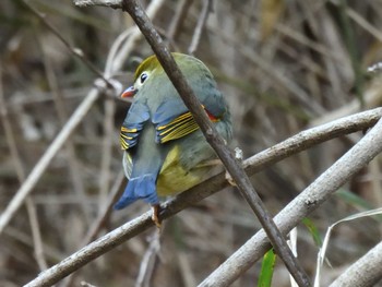 ソウシチョウ 海上の森 2021年2月14日(日)