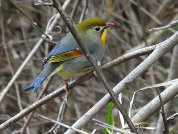 ソウシチョウ 海上の森 2021年2月14日(日)