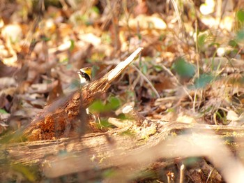 Yellow-throated Bunting Unknown Spots Tue, 1/3/2017