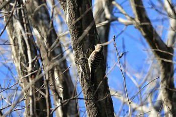 2021年2月14日(日) 平谷川の野鳥観察記録