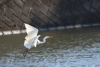 Great Egret 守谷市 Sun, 2/14/2021