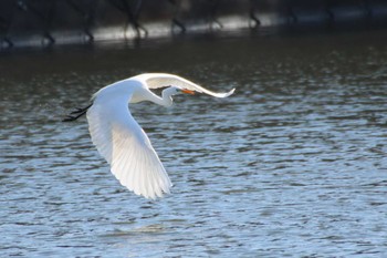 Great Egret 守谷市 Sun, 2/14/2021