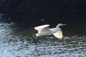 Great Egret 守谷市 Sun, 2/14/2021