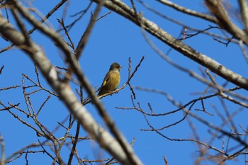 Grey-capped Greenfinch 平谷川 Sun, 2/14/2021