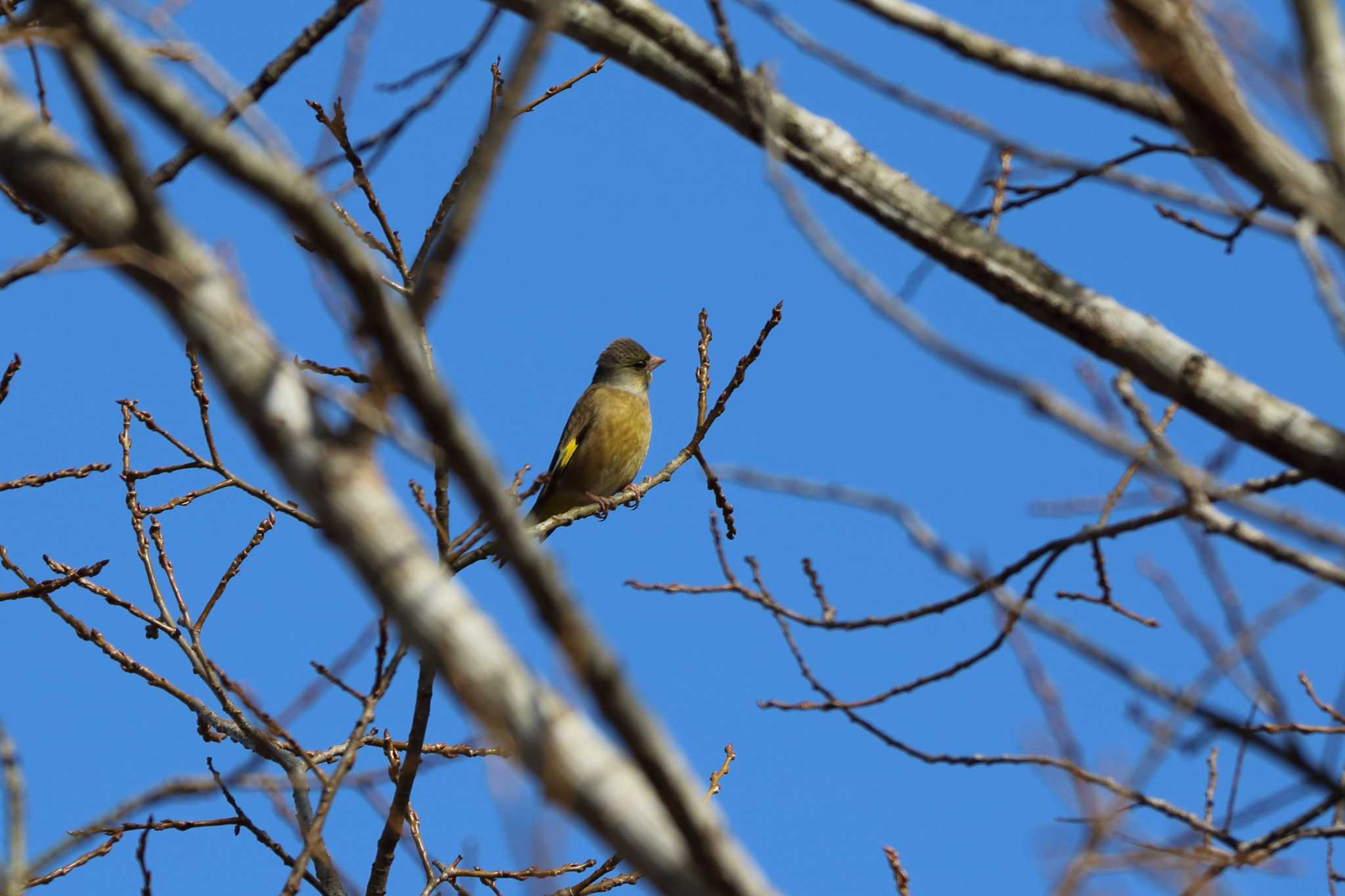 Grey-capped Greenfinch