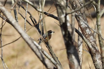 Bull-headed Shrike 平谷川 Sun, 2/14/2021