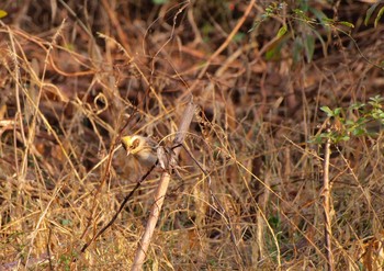 Yellow-throated Bunting Unknown Spots Wed, 1/4/2017