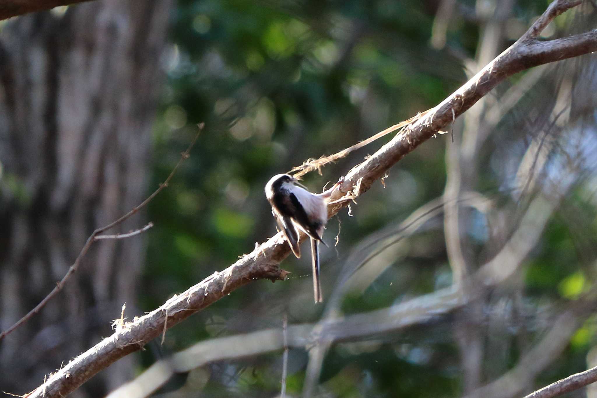 Long-tailed Tit