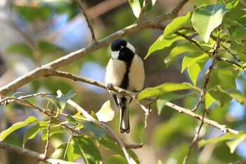 Japanese Tit 平谷川 Sun, 2/14/2021