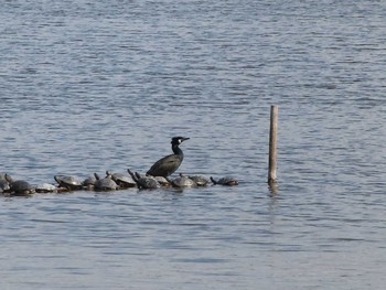 Sun, 2/14/2021 Birding report at 弥富野鳥園