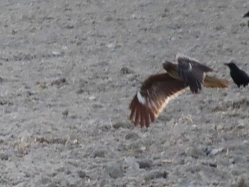 2021年2月14日(日) 弥富の野鳥観察記録