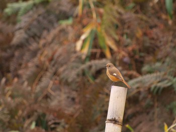 Daurian Redstart Unknown Spots Wed, 1/4/2017