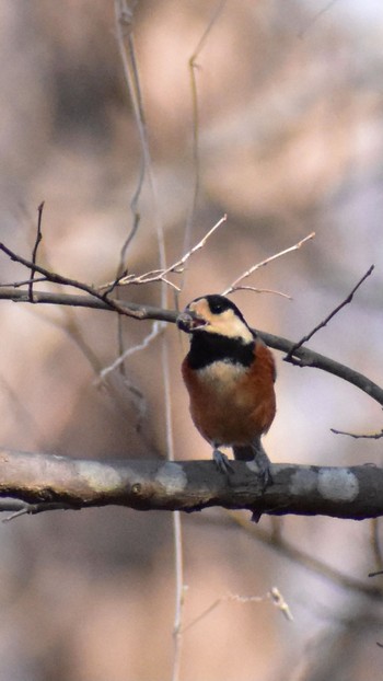 2021年2月14日(日) 北本自然観察公園の野鳥観察記録