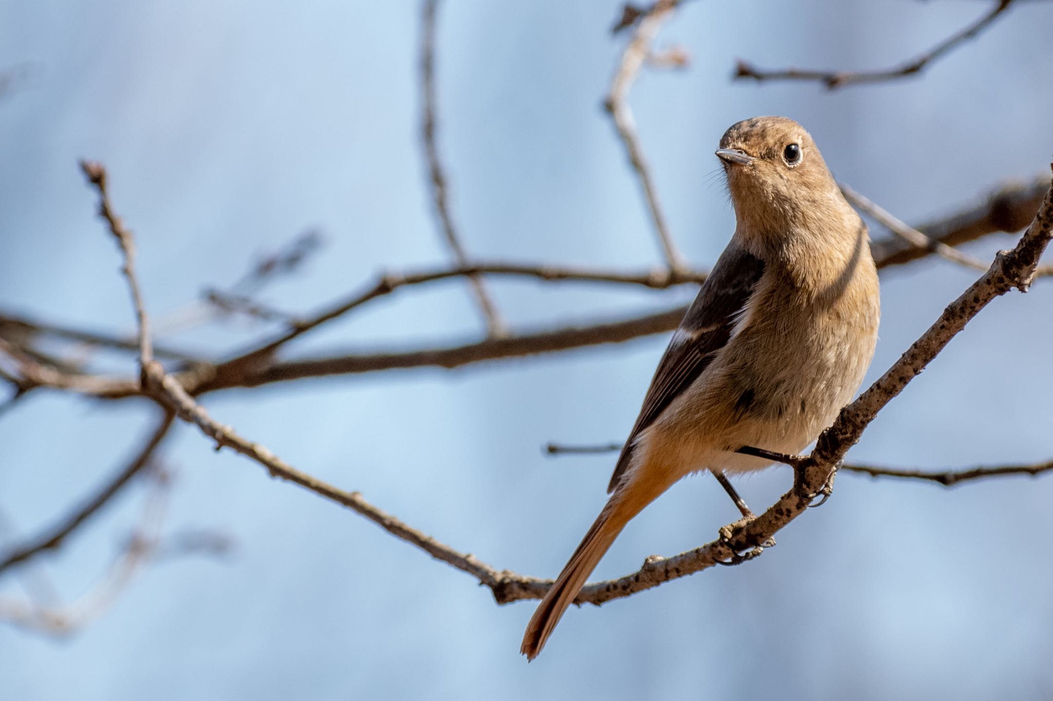 北本自然観察公園 ジョウビタキの写真 by Marco Birds