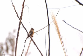 Siberian Long-tailed Rosefinch Unknown Spots Wed, 1/4/2017