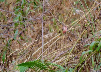 Siberian Long-tailed Rosefinch Unknown Spots Tue, 1/3/2017