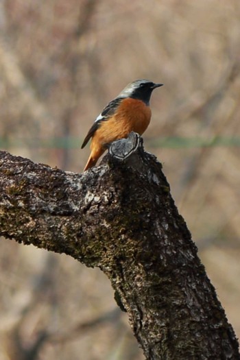 Daurian Redstart 岐阜　梅林公園 Sun, 2/14/2021