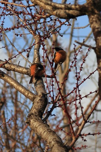 Daurian Redstart 岐阜　梅林公園 Sun, 2/14/2021