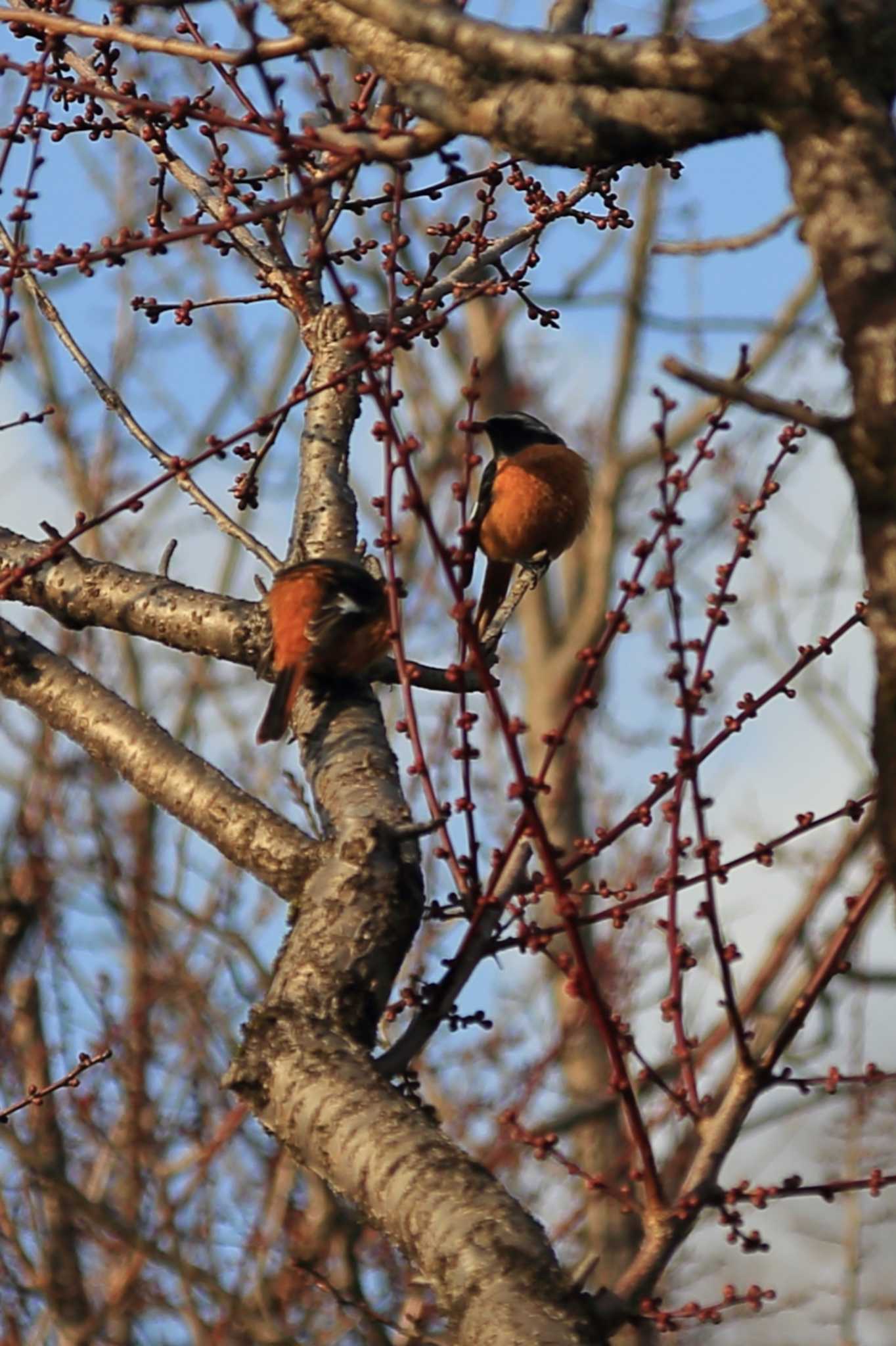 Photo of Daurian Redstart at 岐阜　梅林公園 by ごろう