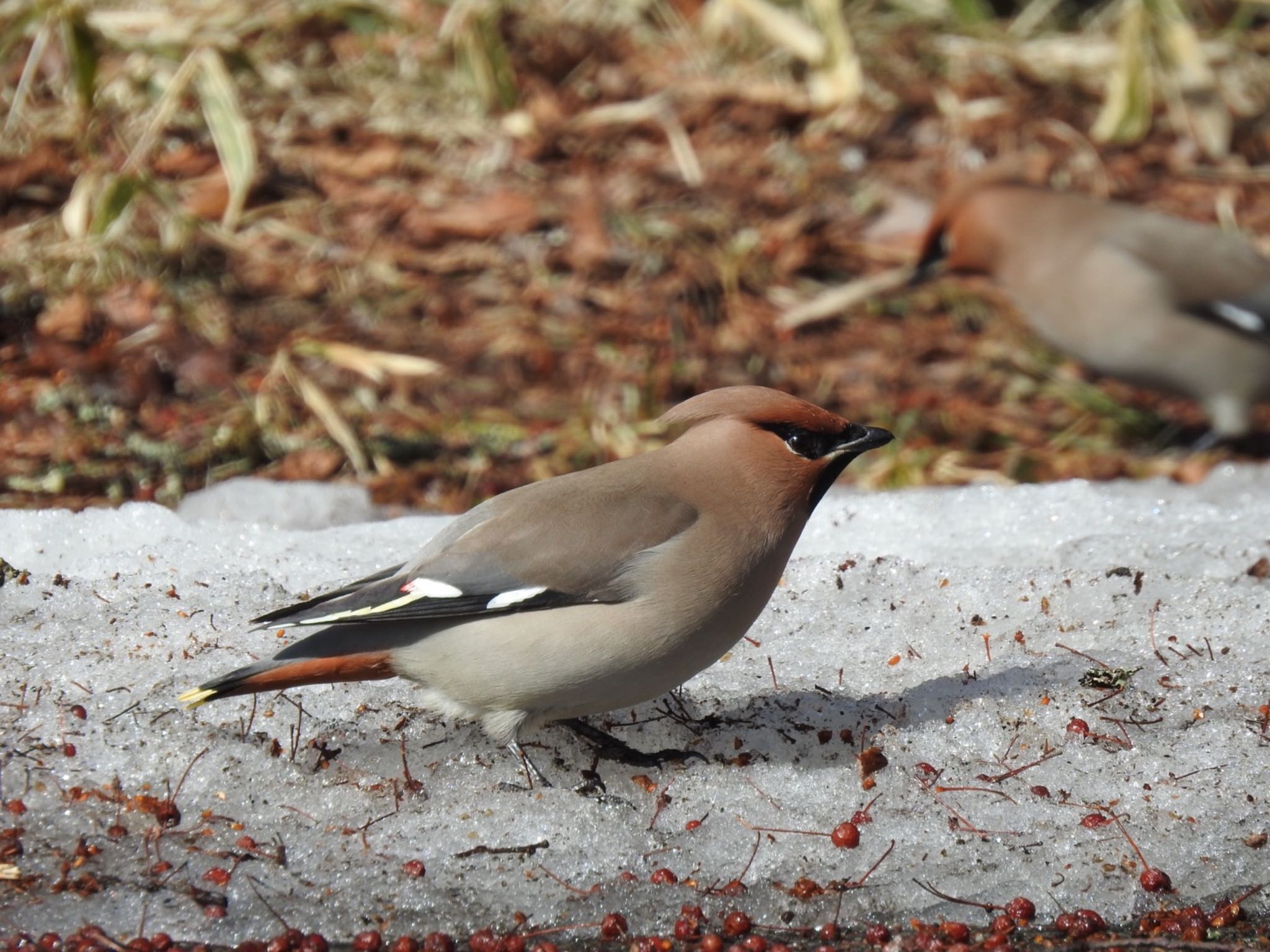 Photo of Bohemian Waxwing at Senjogahara Marshland by da