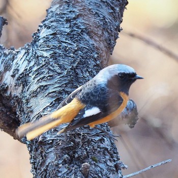 Daurian Redstart 御岳山、御岳山神社 Wed, 1/4/2017