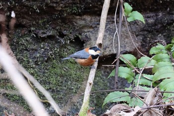 Varied Tit Hayatogawa Forest Road Sun, 2/14/2021