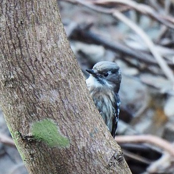 Japanese Pygmy Woodpecker 御岳山、御岳山神社 Wed, 1/4/2017