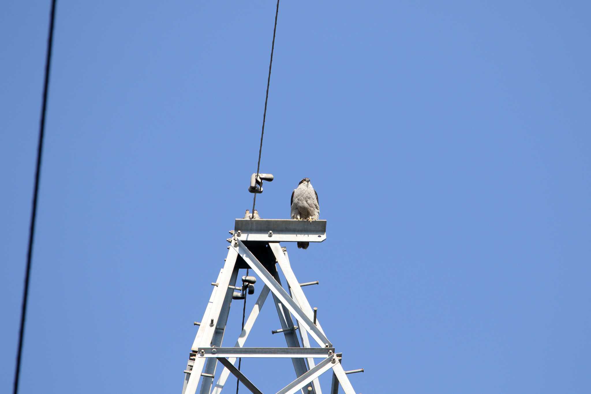 Photo of Eurasian Goshawk at Higashitakane Forest park