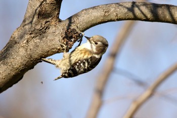 コゲラ 東高根森林公園 2017年1月4日(水)