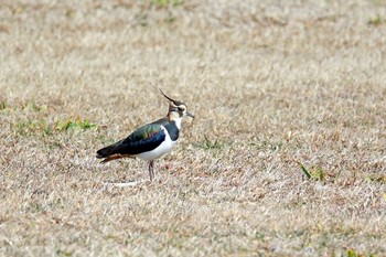 タゲリ 埼玉県桶川市 2021年2月14日(日)