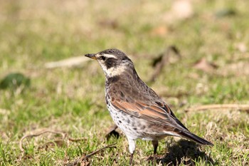 Dusky Thrush Higashitakane Forest park Wed, 1/4/2017