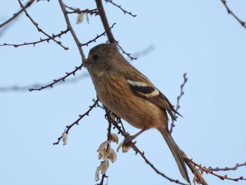 Siberian Long-tailed Rosefinch Watarase Yusuichi (Wetland) Sun, 2/14/2021