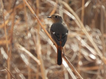 Daurian Redstart Watarase Yusuichi (Wetland) Sun, 2/14/2021