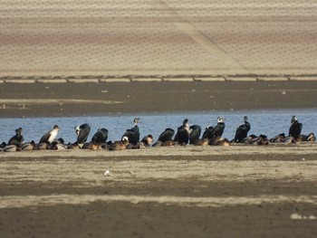 Great Cormorant Watarase Yusuichi (Wetland) Sun, 2/14/2021