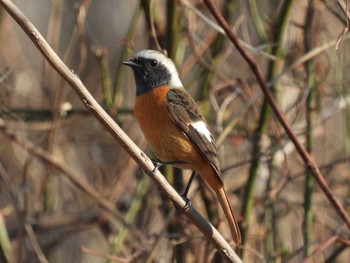 Daurian Redstart Watarase Yusuichi (Wetland) Sun, 2/14/2021