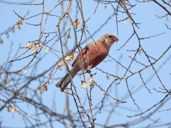 Siberian Long-tailed Rosefinch Watarase Yusuichi (Wetland) Sun, 2/14/2021