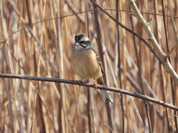 Meadow Bunting Watarase Yusuichi (Wetland) Sun, 2/14/2021