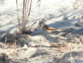 Common Reed Bunting Watarase Yusuichi (Wetland) Sun, 2/14/2021