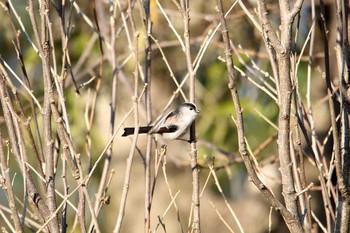 エナガ 東高根森林公園 2017年1月4日(水)