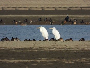 Great Egret Watarase Yusuichi (Wetland) Sun, 2/14/2021