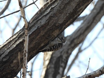 Japanese Pygmy Woodpecker Watarase Yusuichi (Wetland) Sun, 2/14/2021