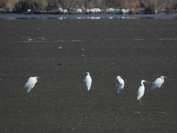 Great Egret Watarase Yusuichi (Wetland) Sun, 2/14/2021