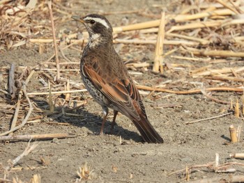 Dusky Thrush Watarase Yusuichi (Wetland) Sun, 2/14/2021